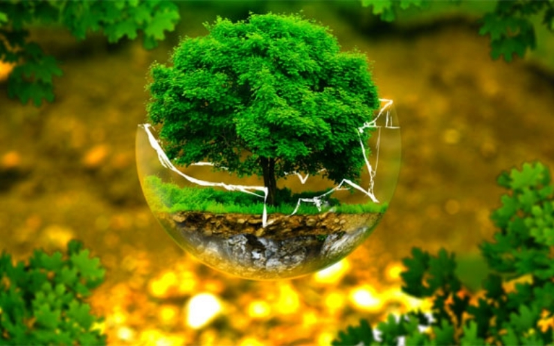 Giấc mơ về cây cối và thiên nhiên