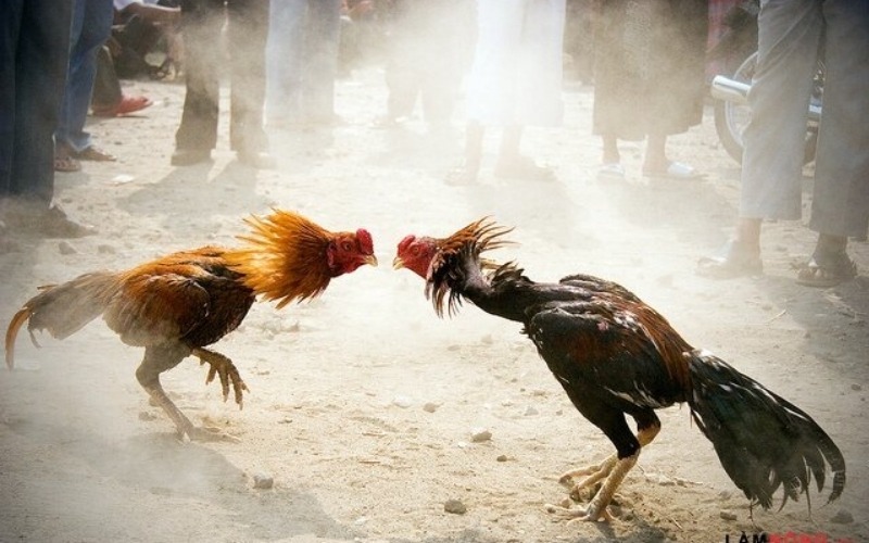 Đặc điểm đôi chân tạo nên cú đá trời giáng