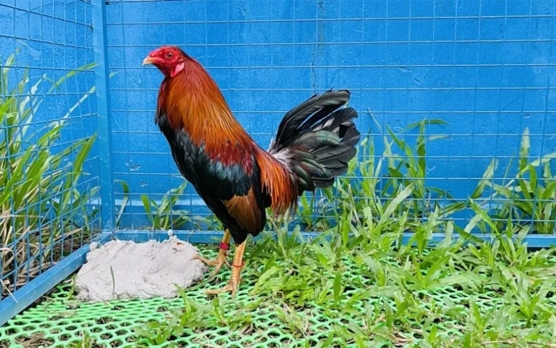 Kinh nghiệm nhận biết gà đá cựa sắt có lực đánh mạnh nhất